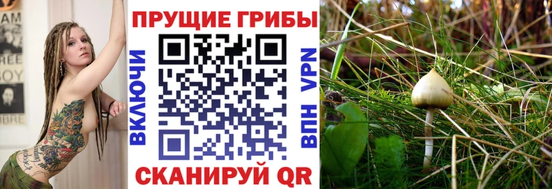 mega сайт Вытегра Псилоцибиновые грибы ЛСД